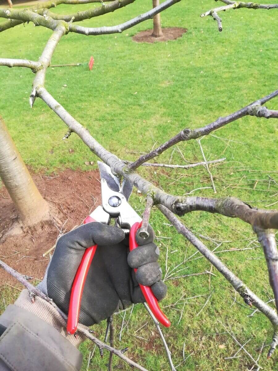 Bomen snoeien met hoogtewerker