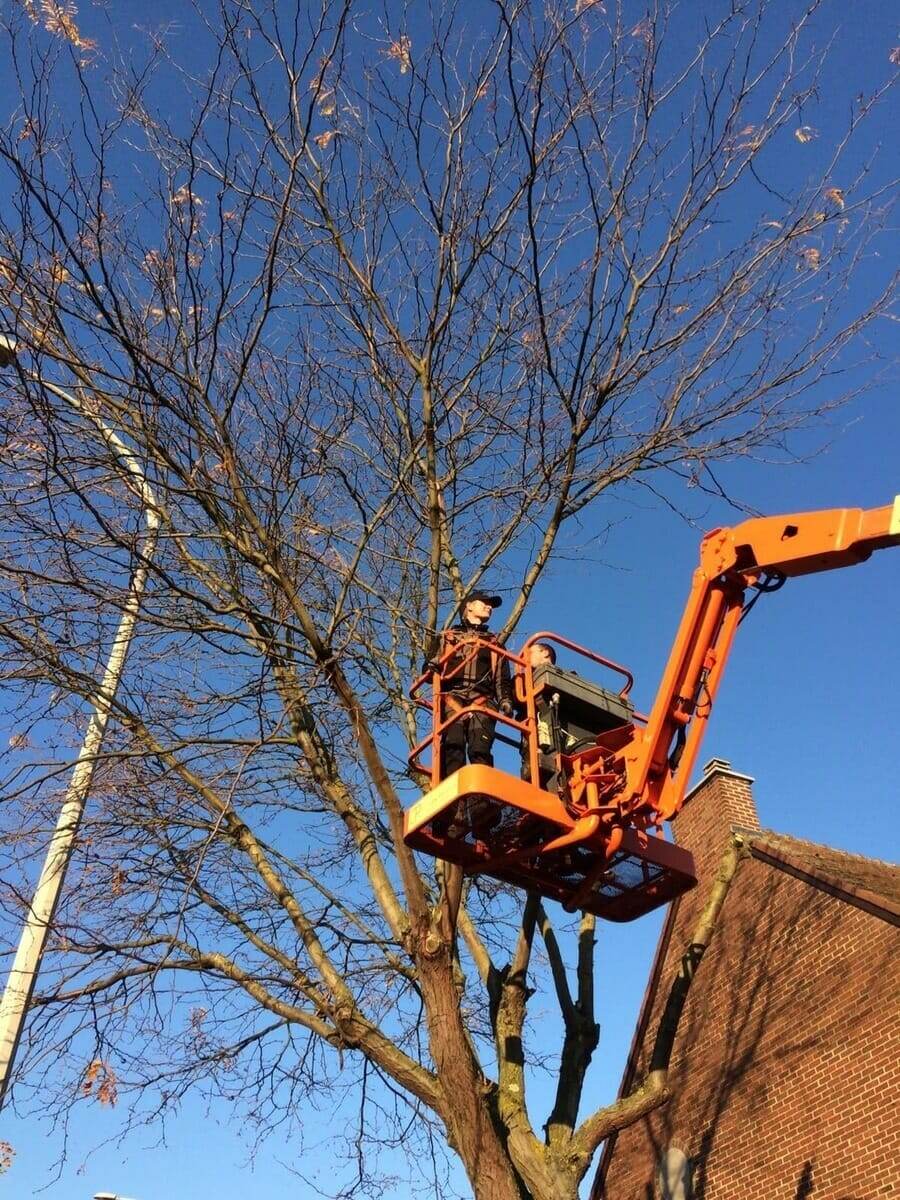 Bomen snoeien met hoogtewerker door Tuinwerken Boutsen in Bree