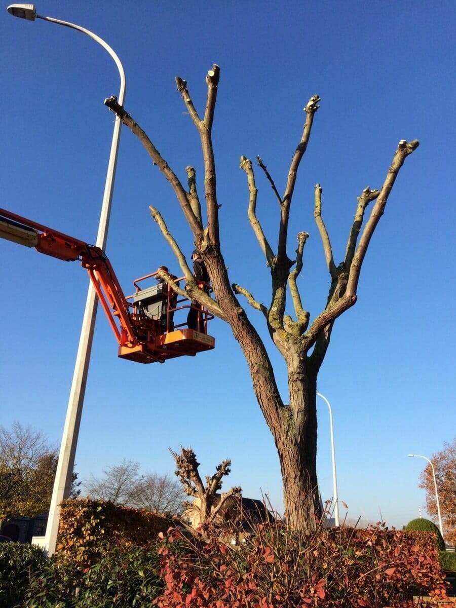 Bomen snoeien met hoogtewerker door Tuinwerken Boutsen in Bree