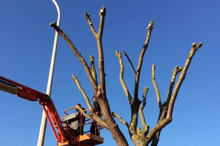 Boom vellen door Tuinwerken Boutsen in Bree