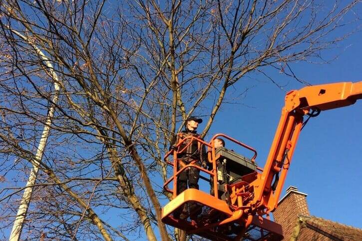 Boom vellen door Tuinwerken Boutsen in Bree